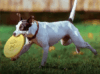 Farlei Adestramento de Cães